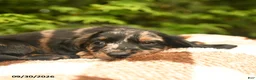 Miniature Dachshund dogs for sale: Gizmo - Ad 2