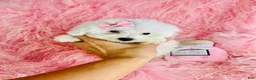 Toy Poodle dogs for sale: Toy Poodle 1 - Ad 4