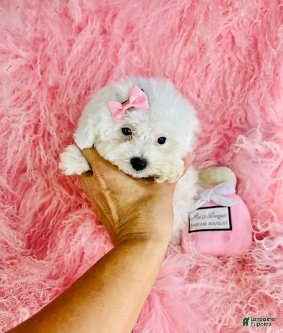 Toy Poodle dogs for sale: Toy Poodle 1 - Ad 4