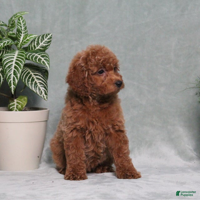 Miniature Poodle dogs Zinnia - Ad 2