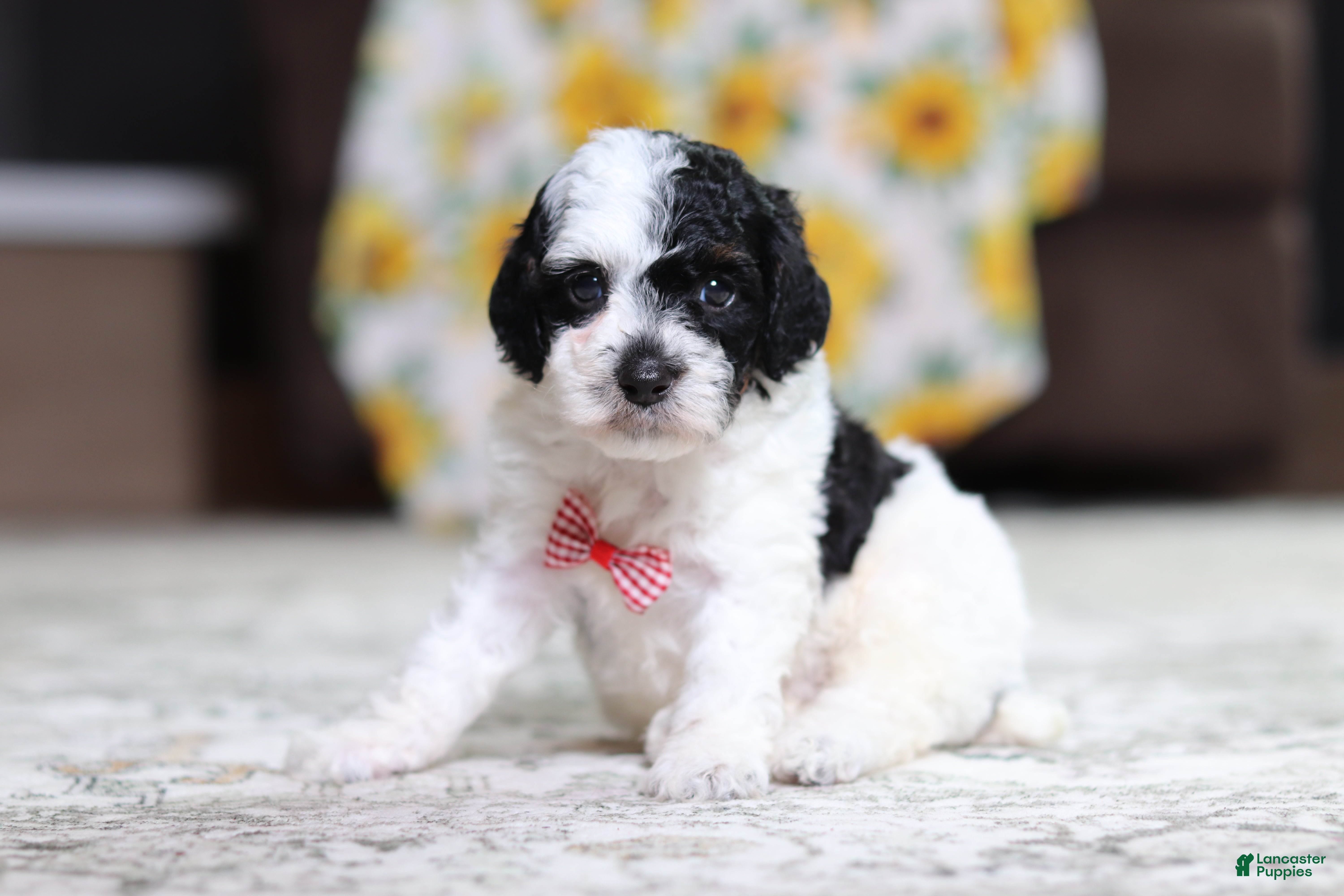 Miniature Poodle dogs Milo - Ad 1