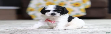 Milo