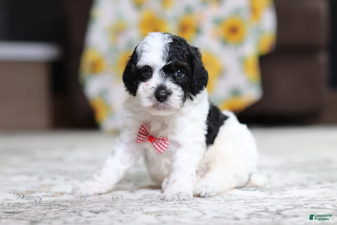 Miniature Poodle dogs for sale: Milo - Ad 1