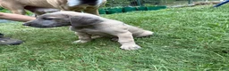 Great Dane dogs for sale: Great Dane 2 - Ad 4