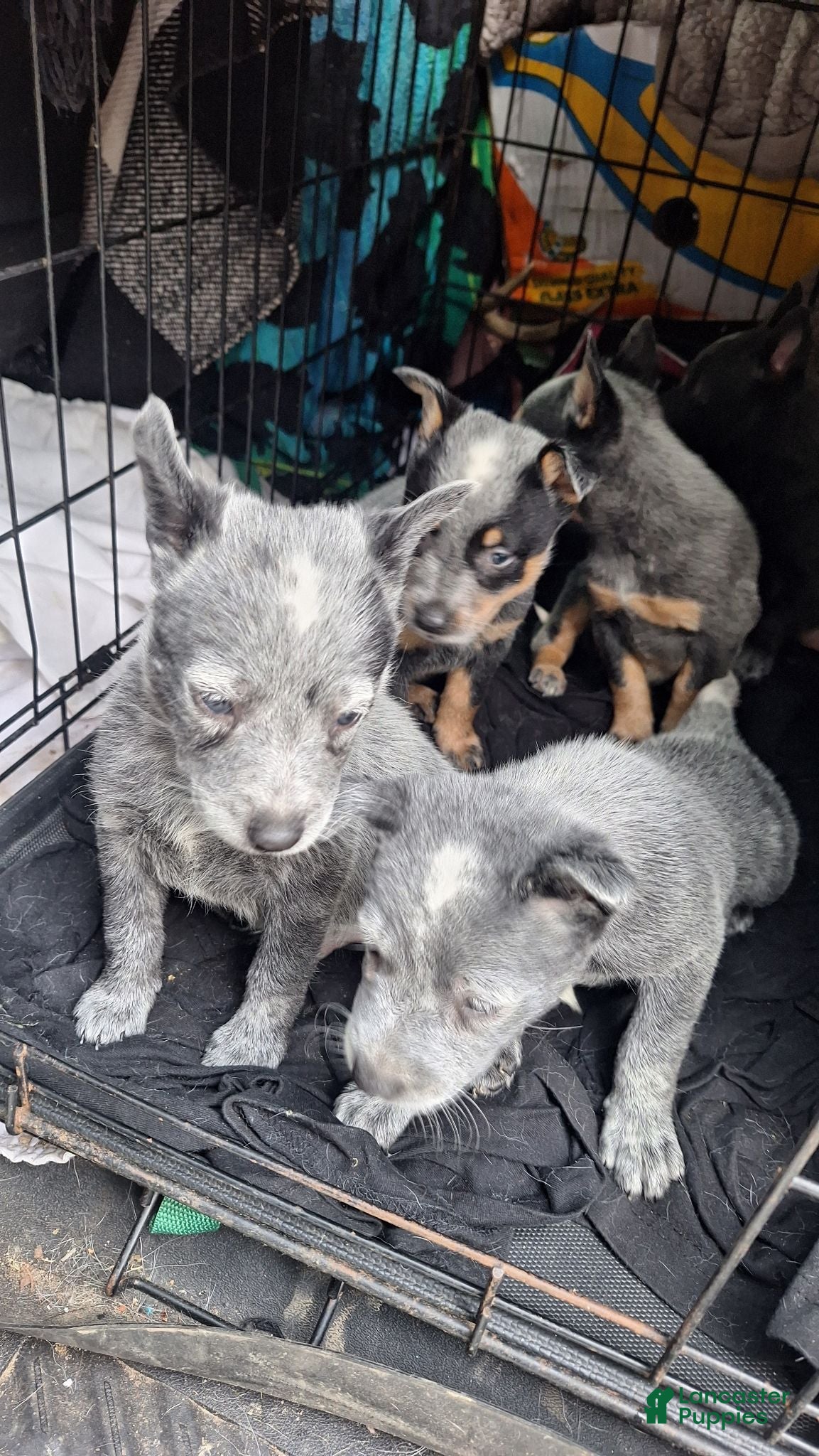 Australian Cattle Dog dogs Australian Cattle Dog 2 - Ad 41