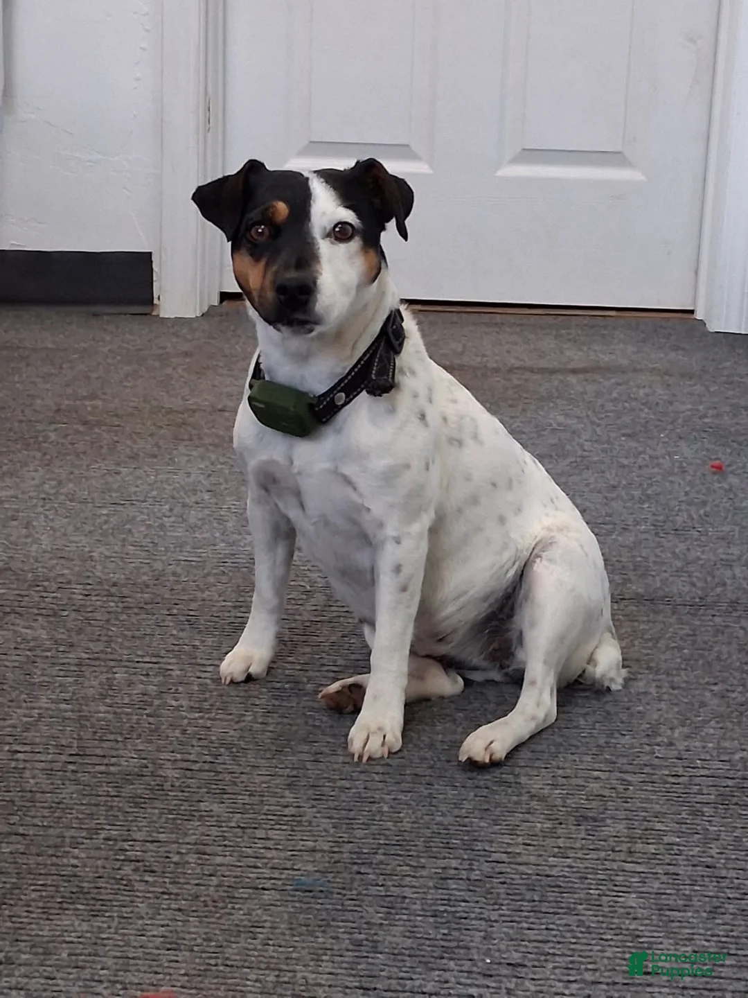 Mixed Breed dogs for sale: Mini aussie jack yellow - Ad 3