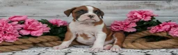 Boxer dogs for sale: Owen - Ad 2