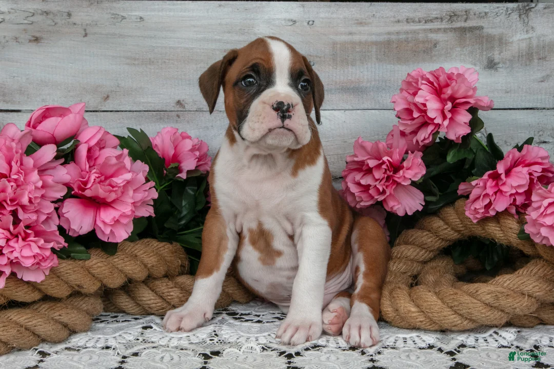 Boxer dogs for sale: Owen - Ad 2