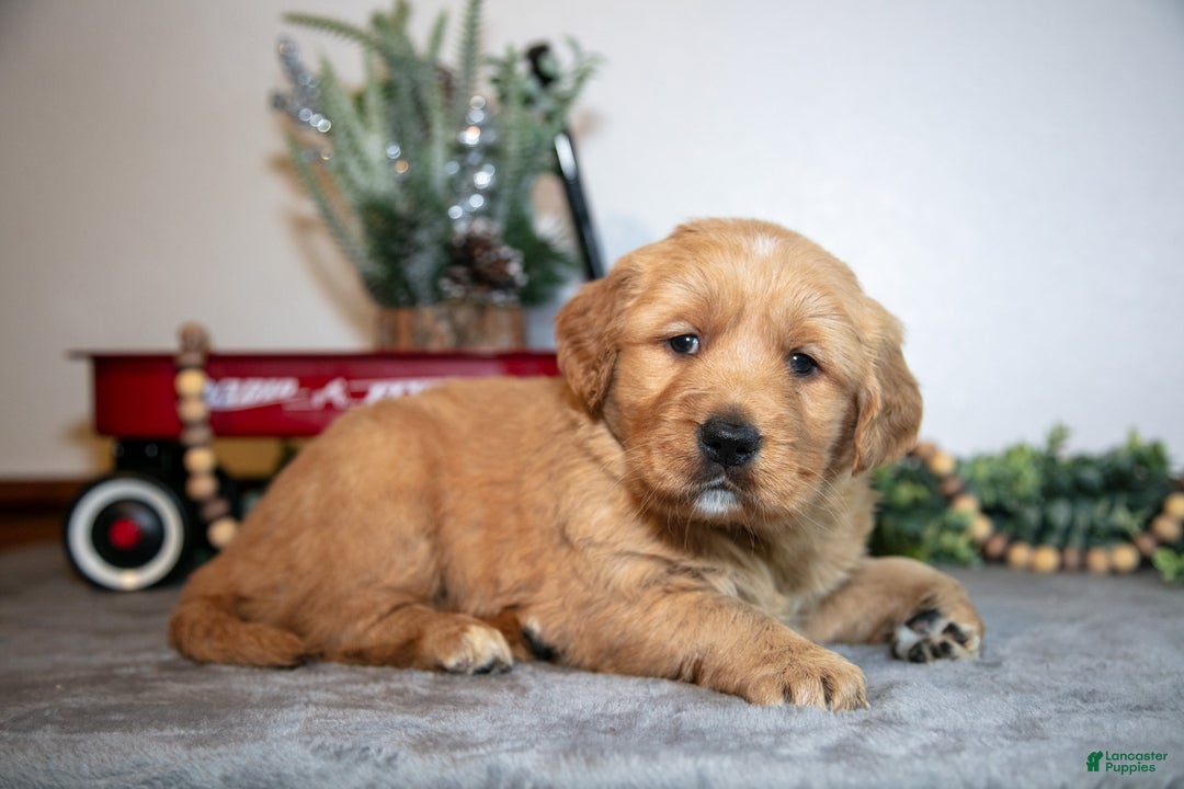 Golden Retriever dogs for sale: Flora - Ad 3