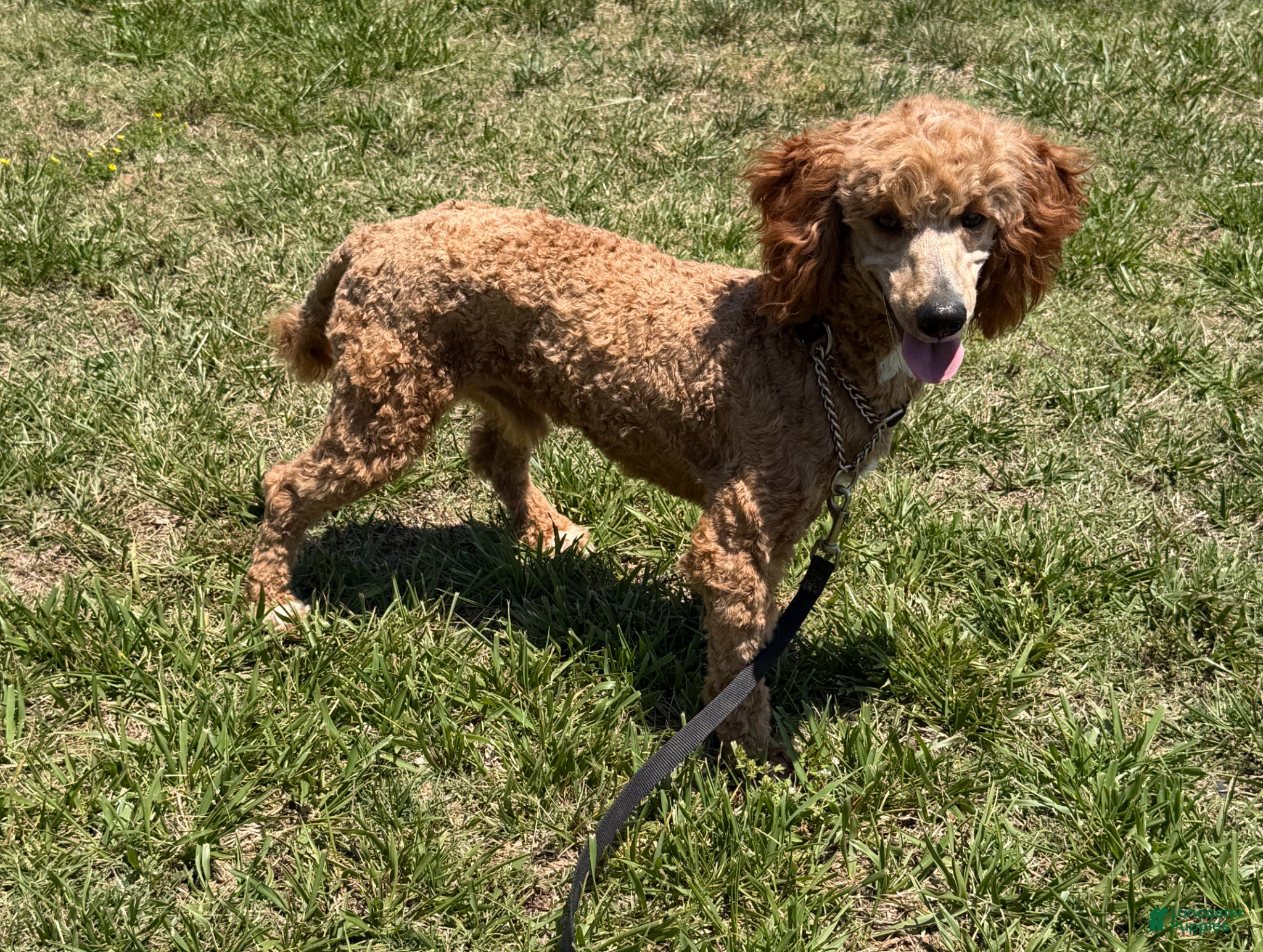 Miniature Poodle dogs Jack - Ad 28