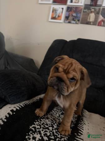 English Bulldog dogs English Bulldog 2 - Ad 3