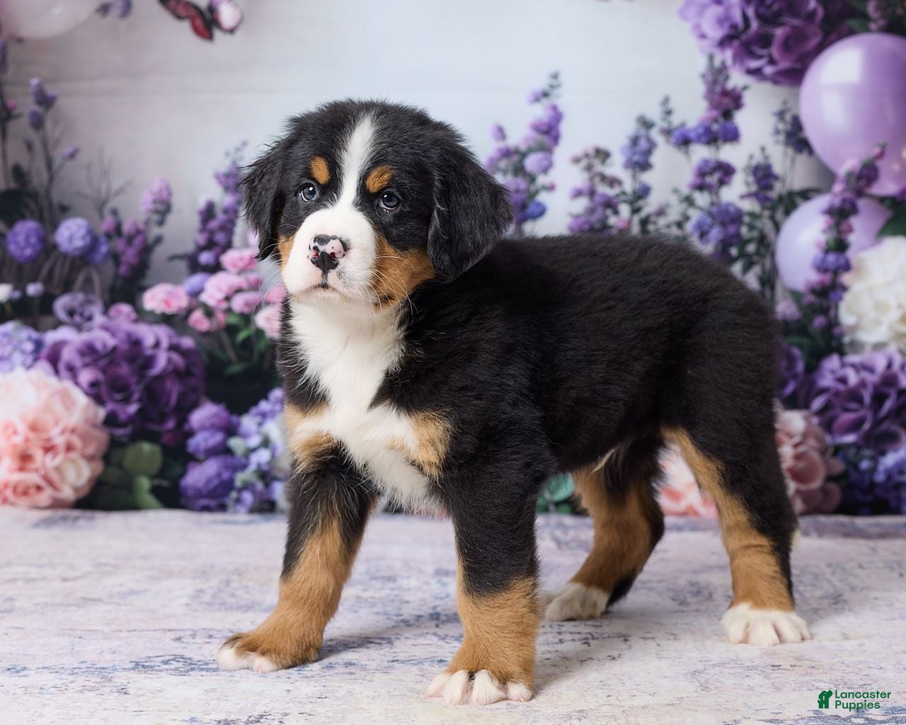 Bernese Mountain Dog dogs Mason - Ad 1