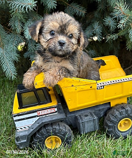 Shorkie dogs Luca - Ad 1