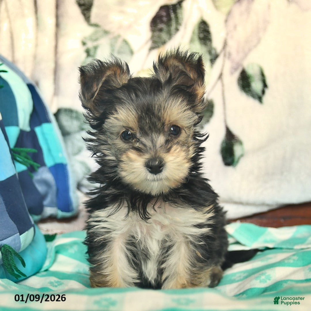 Morkie dogs for sale: Ellie  - Ad 1