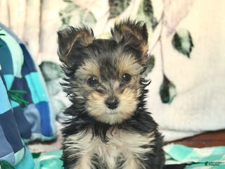 Morkie dogs Ellie - Ad 4