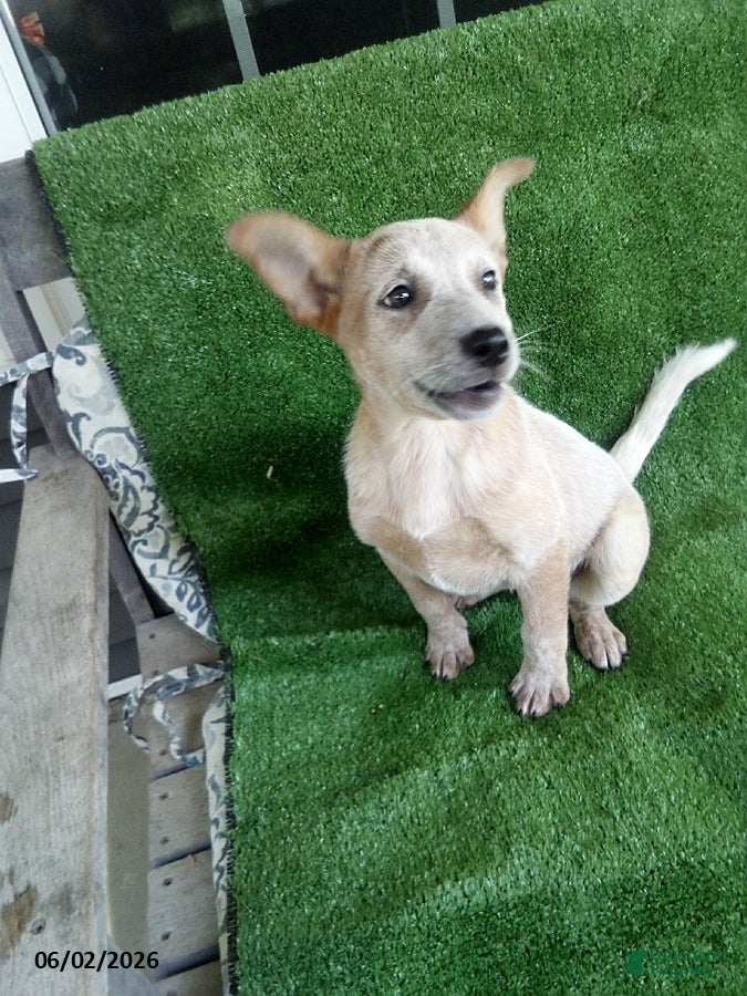 Australian Cattle Dog dogs for sale: Lucy - Ad 1