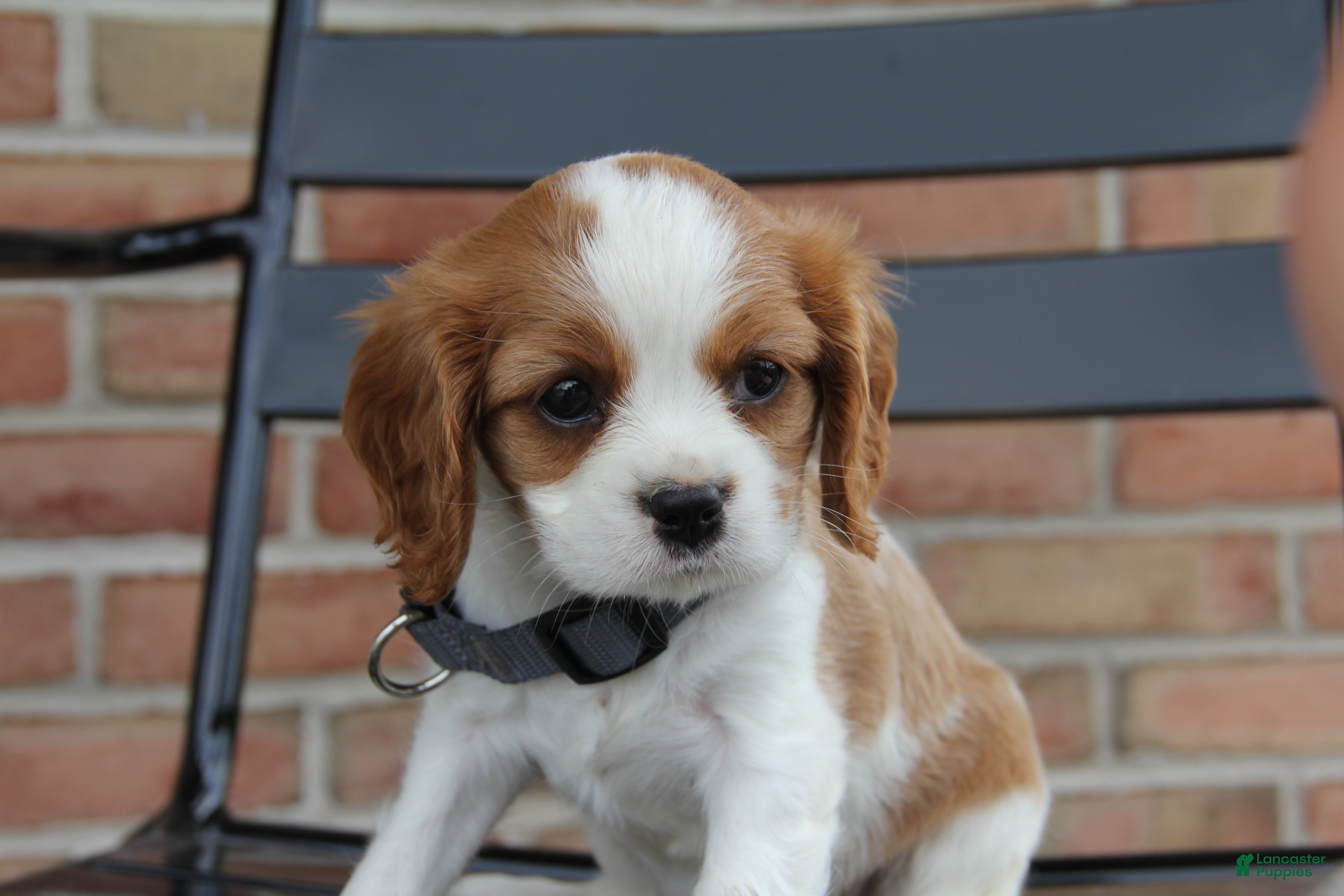 Cavalier King Charles Spaniel dogs Peaches - Ad 2