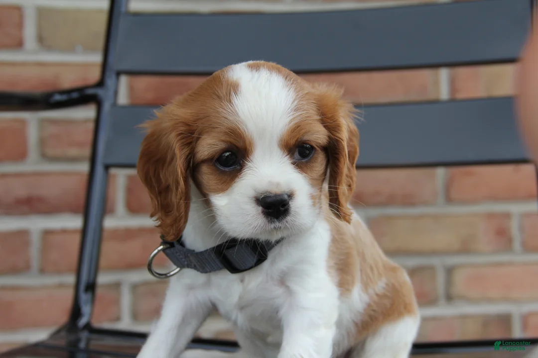 Cavalier King Charles Spaniel dogs for sale: Peaches - Ad 2