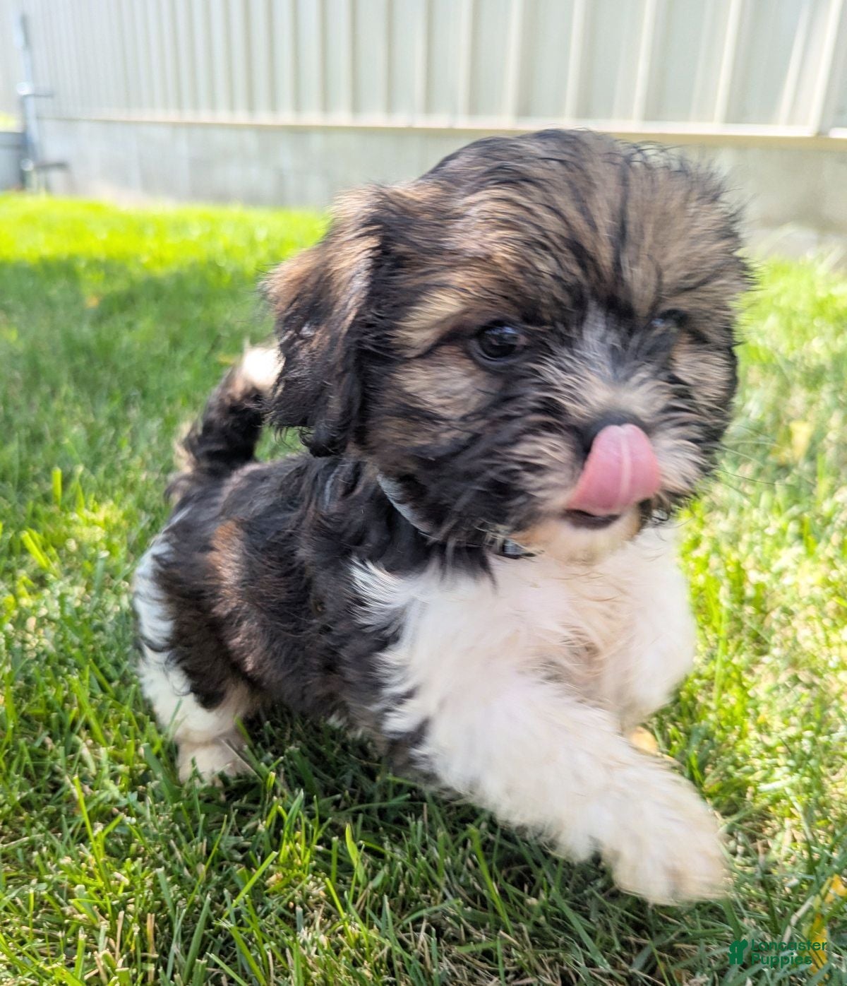 Mixed Breed dogs Sandra - Ad 1