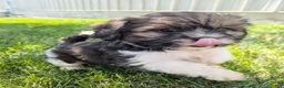 Mixed Breed dogs for sale: Sandra - Ad 4