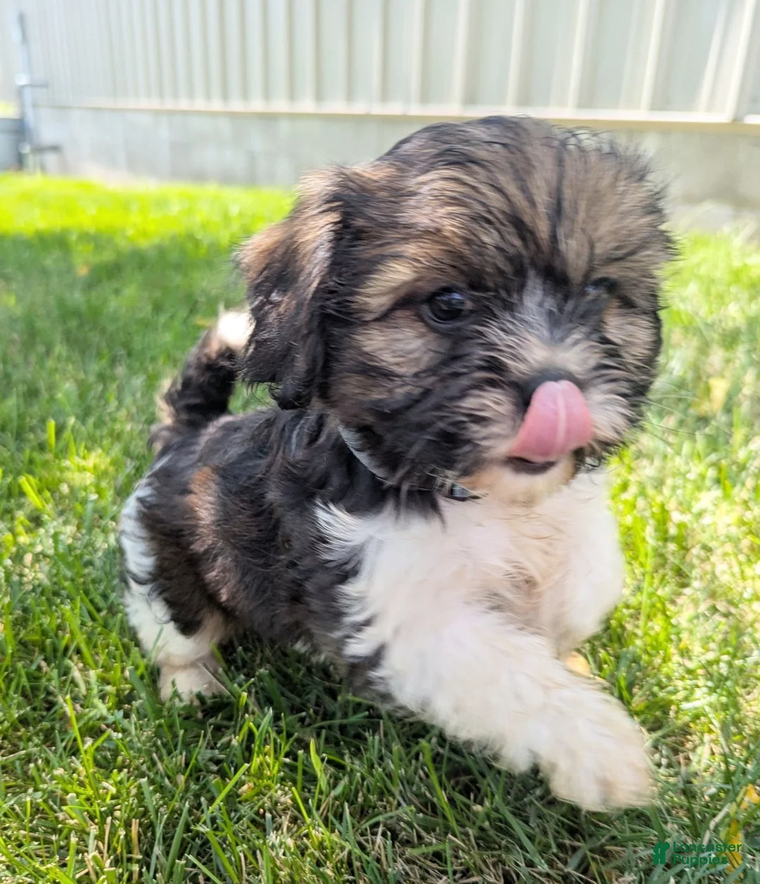 Mixed Breed dogs for sale: Sandra - Ad 1