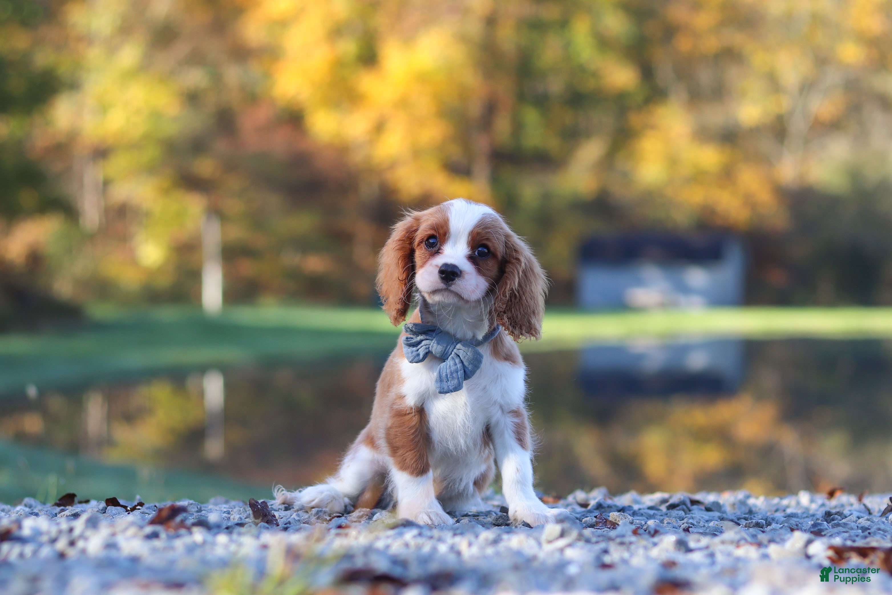 Cavalier King Charles Spaniel dogs for sale: Nemo - Ad 3