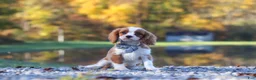 Cavalier King Charles Spaniel dogs for sale: Nemo - Ad 1