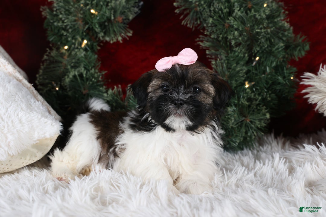 Shih Tzu dogs for sale: Penny - Ad 13