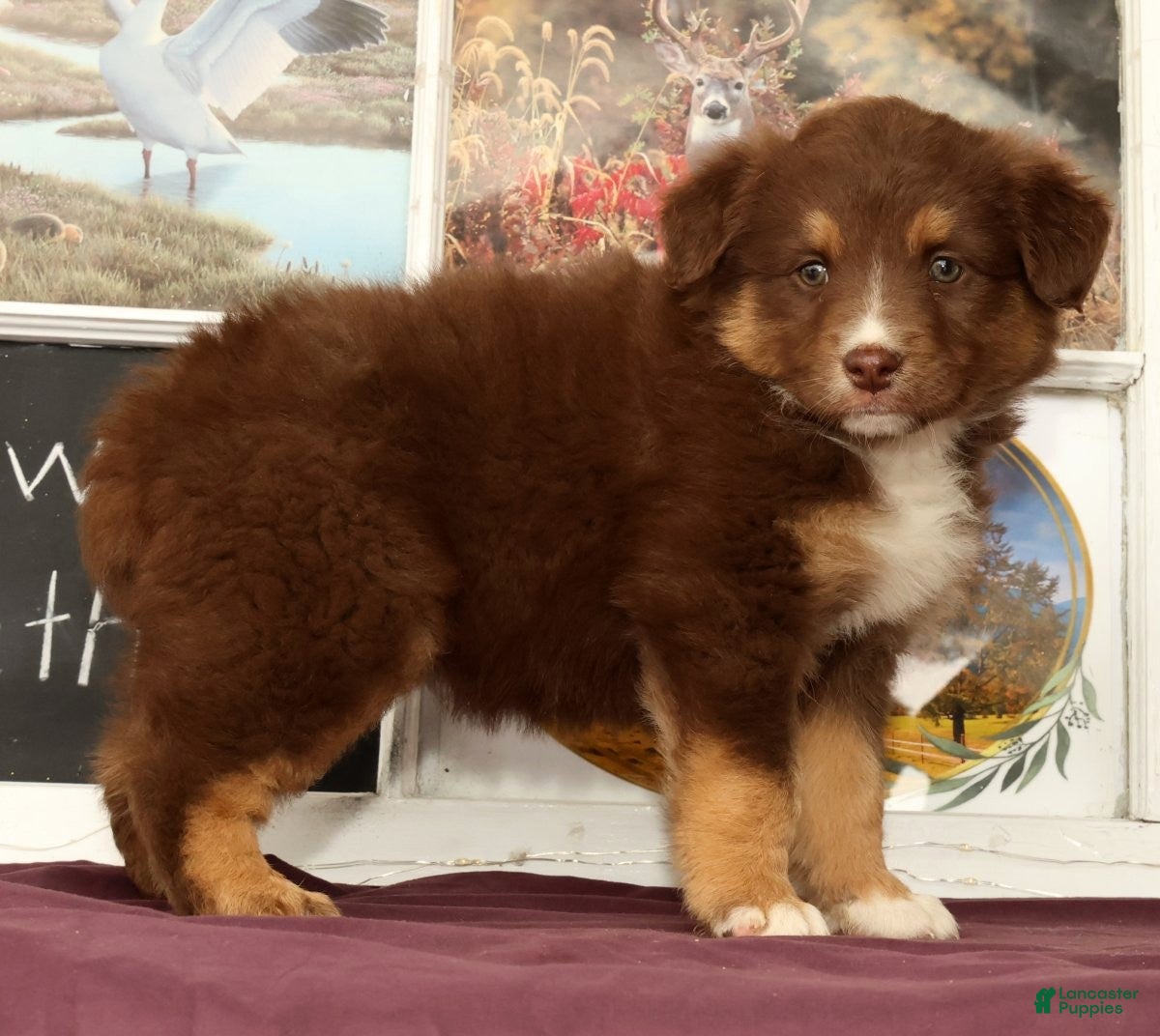 Miniature Australian Shepherd dogs Sheila - Ad 2