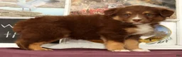 Miniature Australian Shepherd dogs for sale: Sheila - Ad 2
