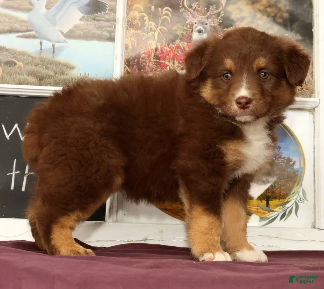 Miniature Australian Shepherd dogs for sale: Sheila - Ad 2