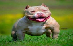 American Bully dogs for stud: Carnage Stud Ad - Image 3