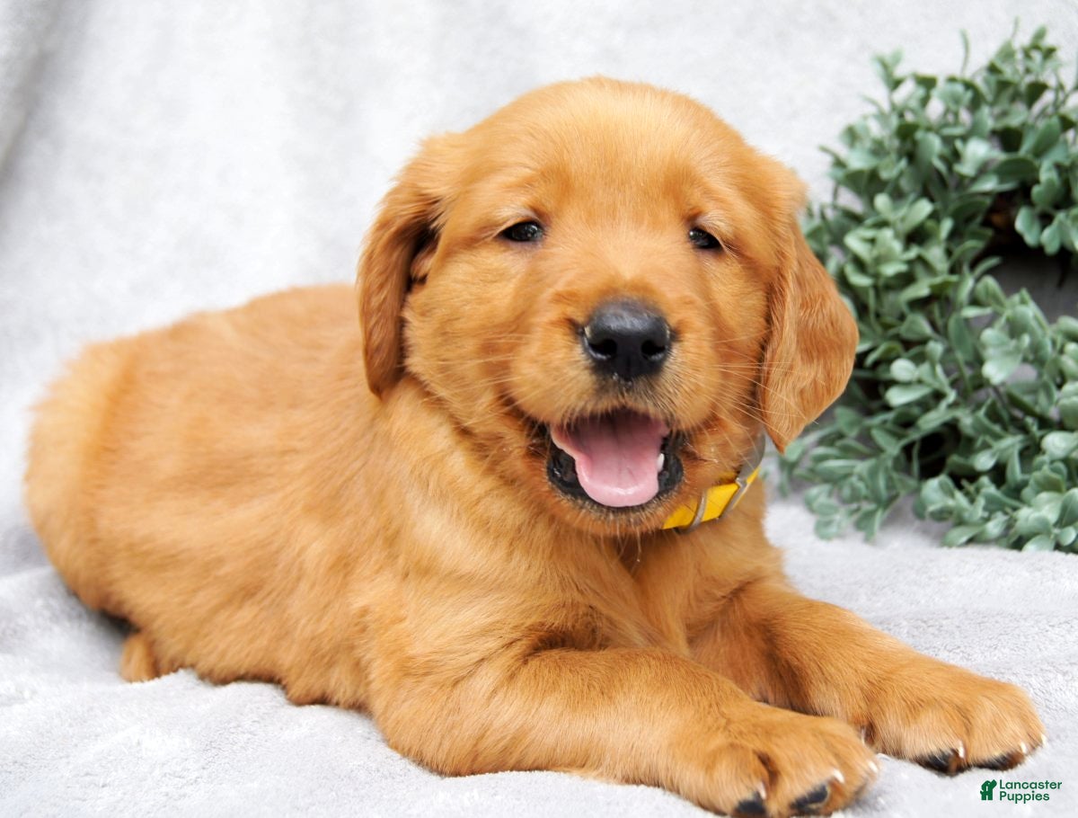 Golden Retriever dogs Dixie - Ad 1