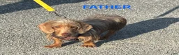 Miniature Dachshund dogs for sale: MERLEY GIRL - Ad 13