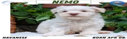 Havanese dogs for sale: Nemo - Ad 1