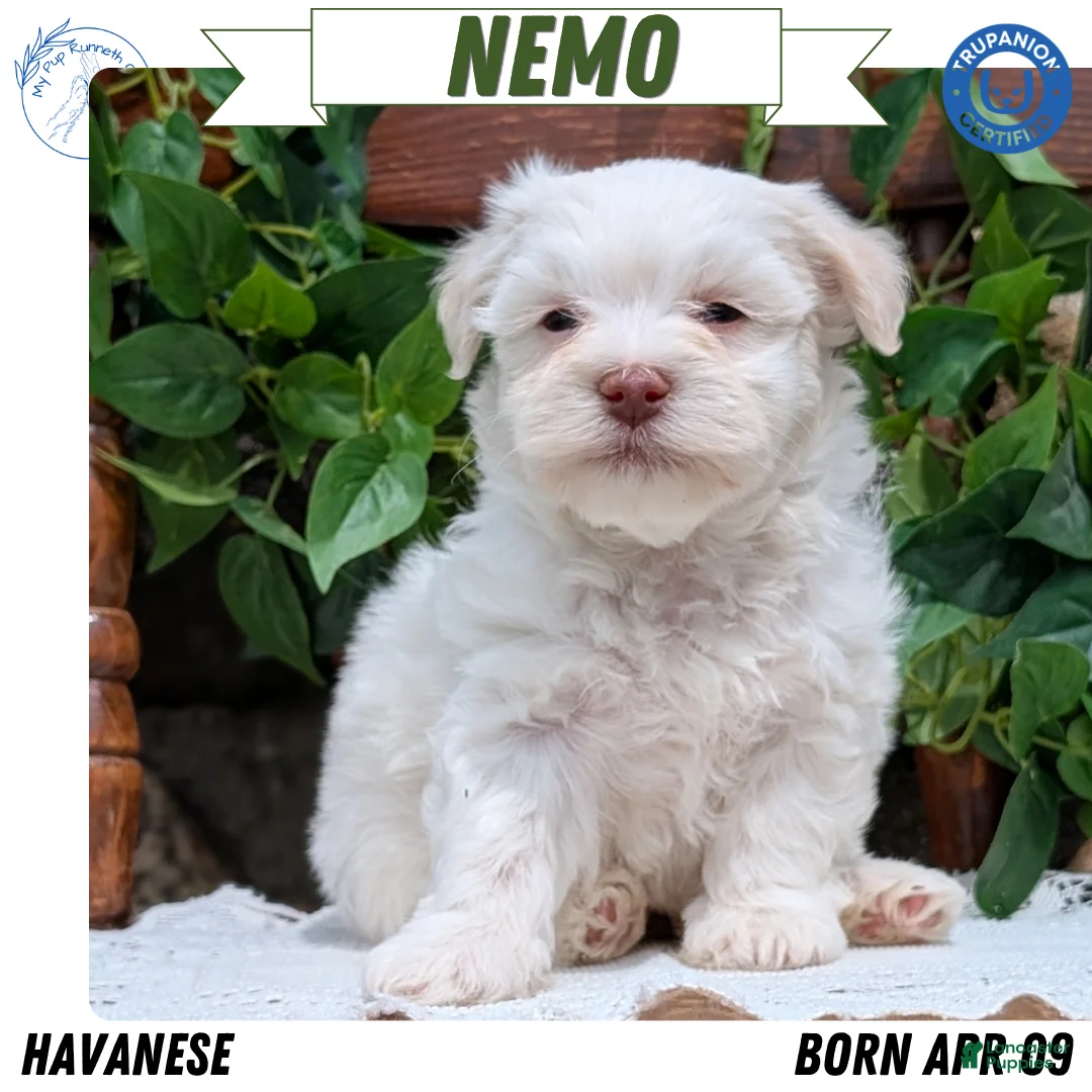 Havanese dogs for sale: Nemo - Ad 1