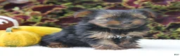 Yorkshire Terrier dogs for sale: Cooper - Ad 5