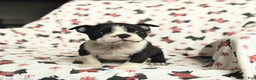 Boston Terrier dogs for sale: James   - Ad 2