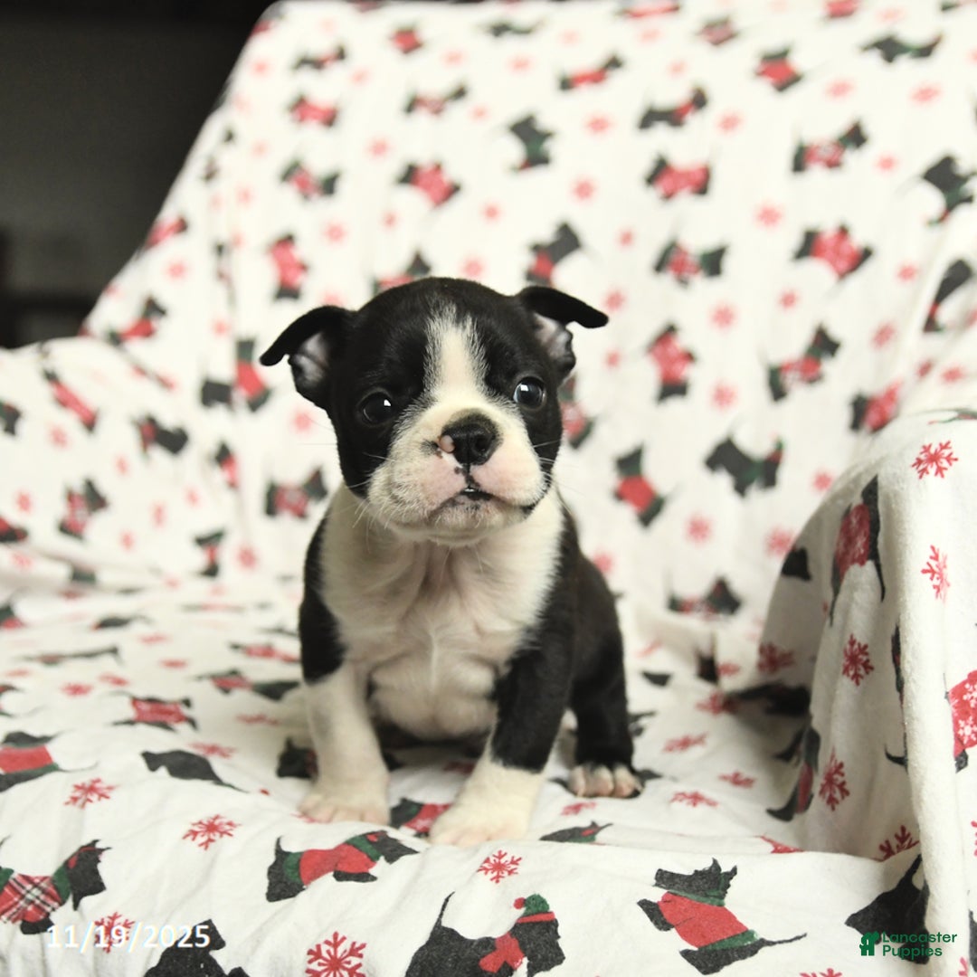 Boston Terrier dogs for sale: James   - Ad 2