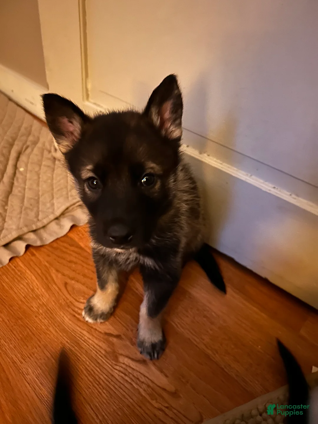 Gerberian Shepsky dogs for sale: (Light blue collar) Gerberian Shepsky Puppy 3 - Ad 1