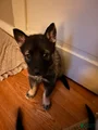 (Light blue collar) Gerberian Shepsky Puppy 3