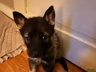 Gerberian Shepsky dogs (Light blue collar) Gerberian Shepsky Puppy 3 - Ad 20