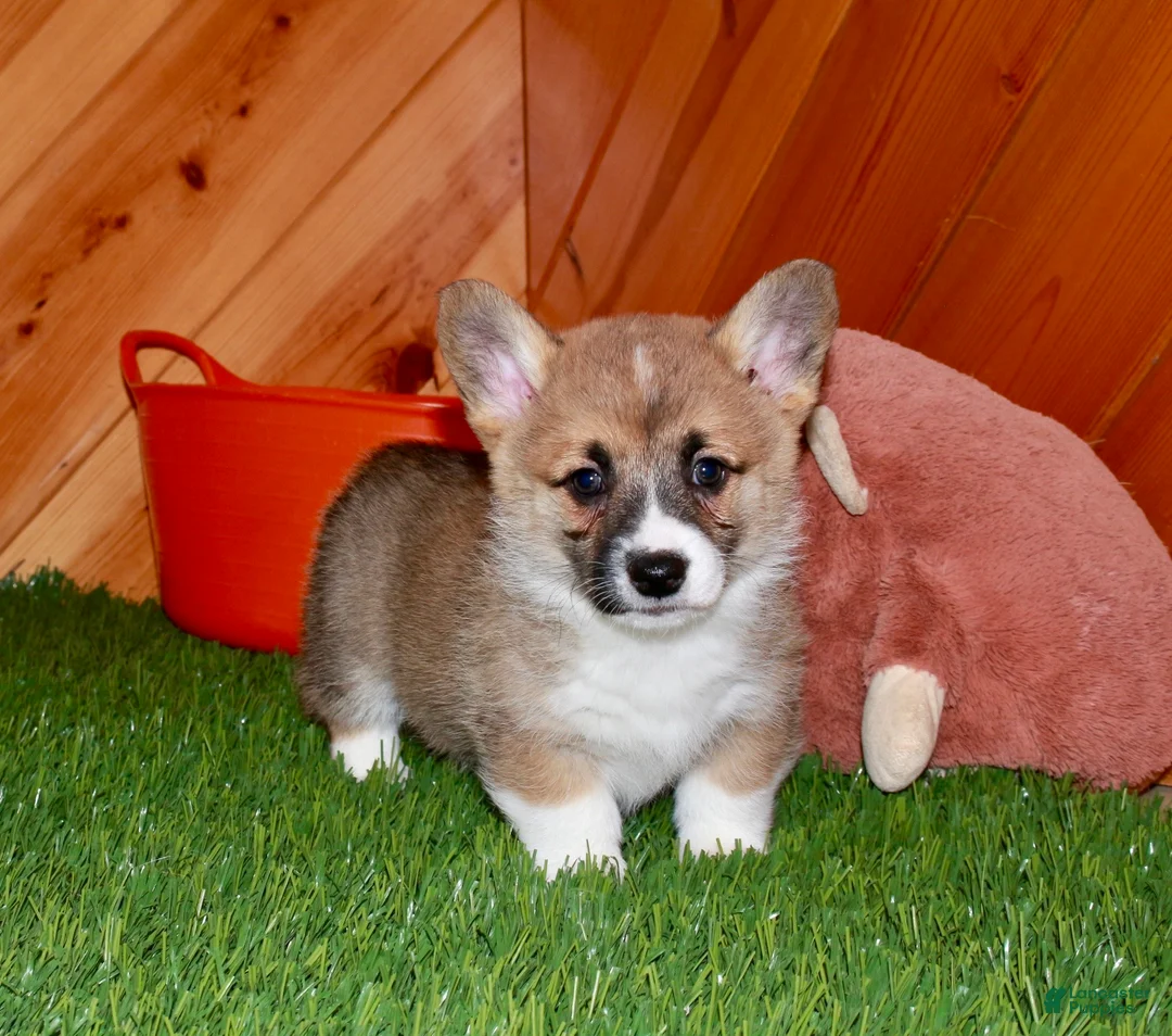 Welsh Corgi Pembroke dogs for sale: Welsh Corgi Pembroke (Cora) 8914 - Ad 1