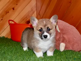 Welsh Corgi Pembroke dogs for sale: Welsh Corgi Pembroke (Cora) 8914 - Ad 3