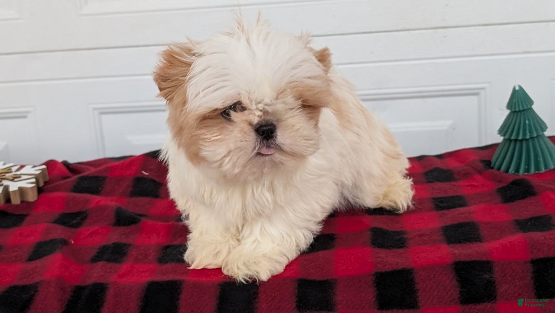 Shih Tzu dogs for sale: Milo - Ad 6