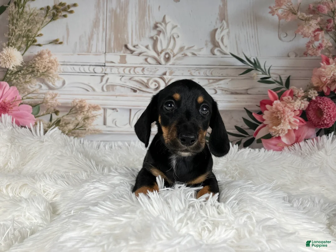 Miniature Dachshund dogs for sale: AKC-Cooper - Ad 2