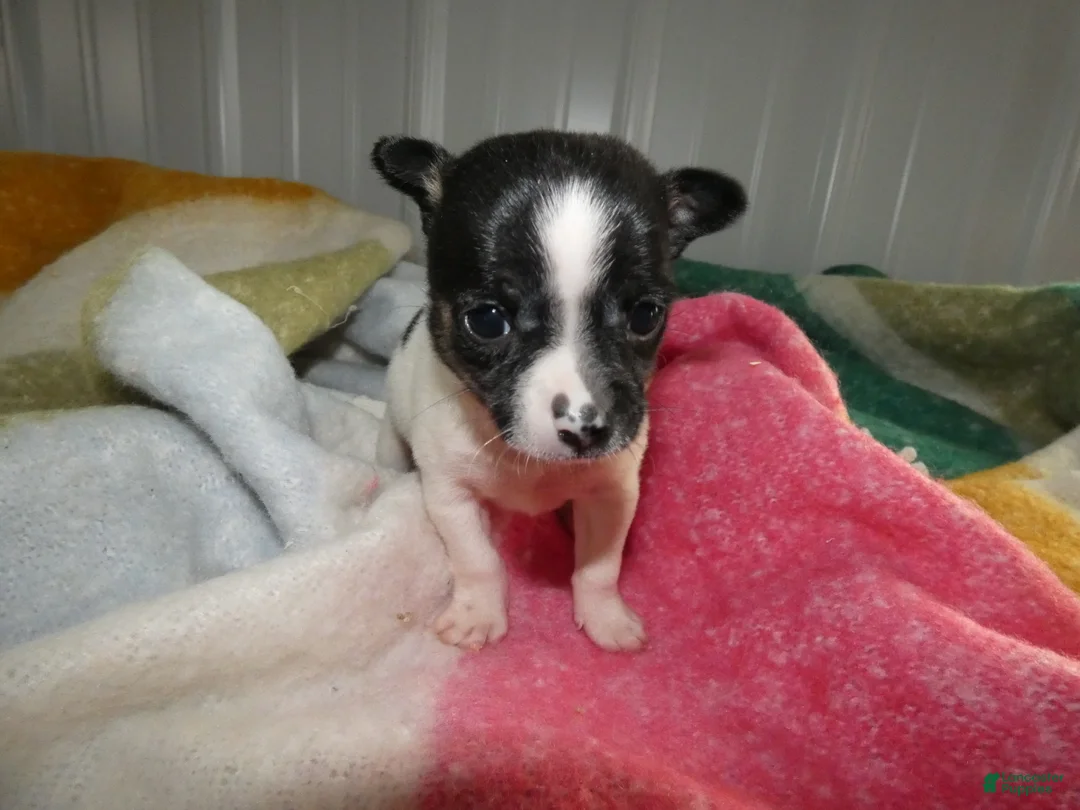 Chihuahua dogs for sale: Chihuahua Puppy 1 Sami - Ad 4