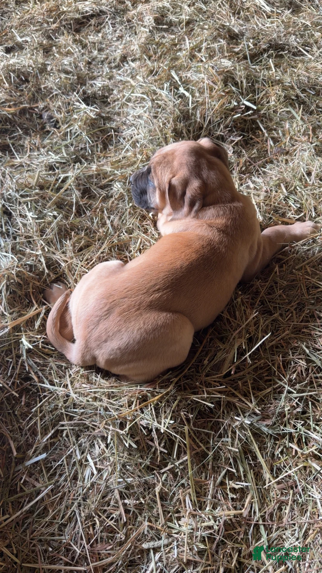 English Mastiff dogs for sale: English Mastiff Puppy 1 - Ad 5