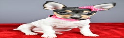 Toy Fox Terrier dogs for sale: Lexi - Ad 6