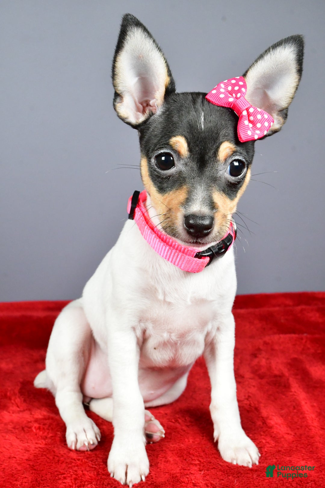 Toy Fox Terrier dogs for sale: Lexi - Ad 6